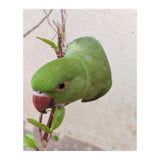 My Cute Parrot (Print Only) thumbnail
