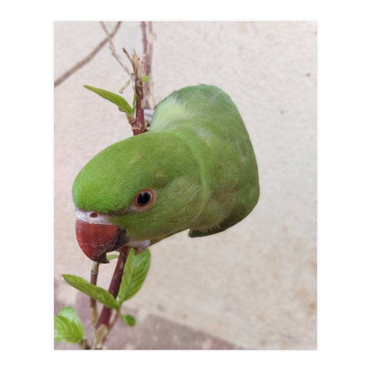 My Cute Parrot (Print Only)
