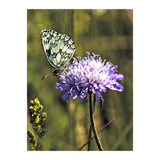 Marble white (Print Only) thumbnail