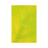Autumn Leaf (Print Only) thumbnail
