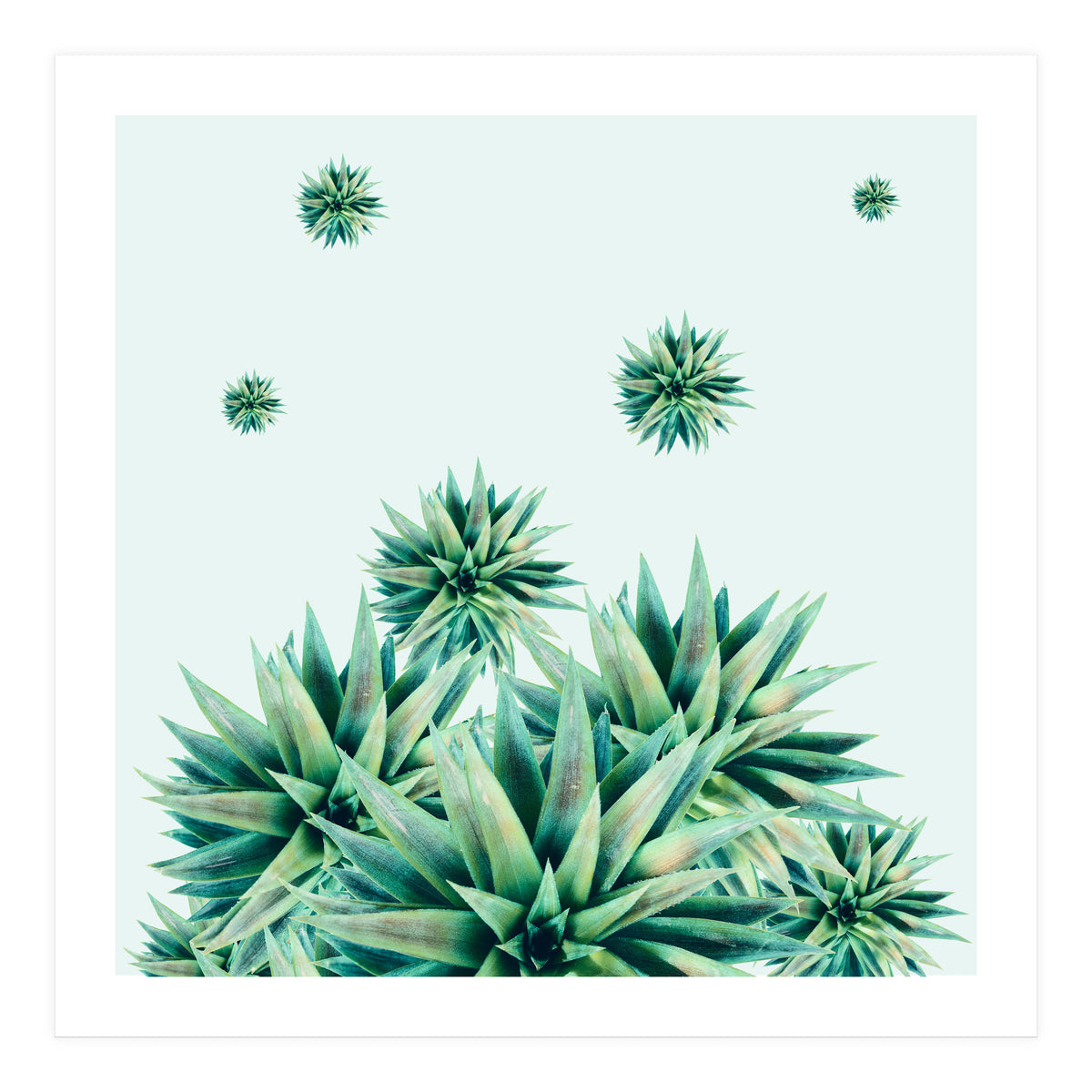 Tropical Stars (Print Only)