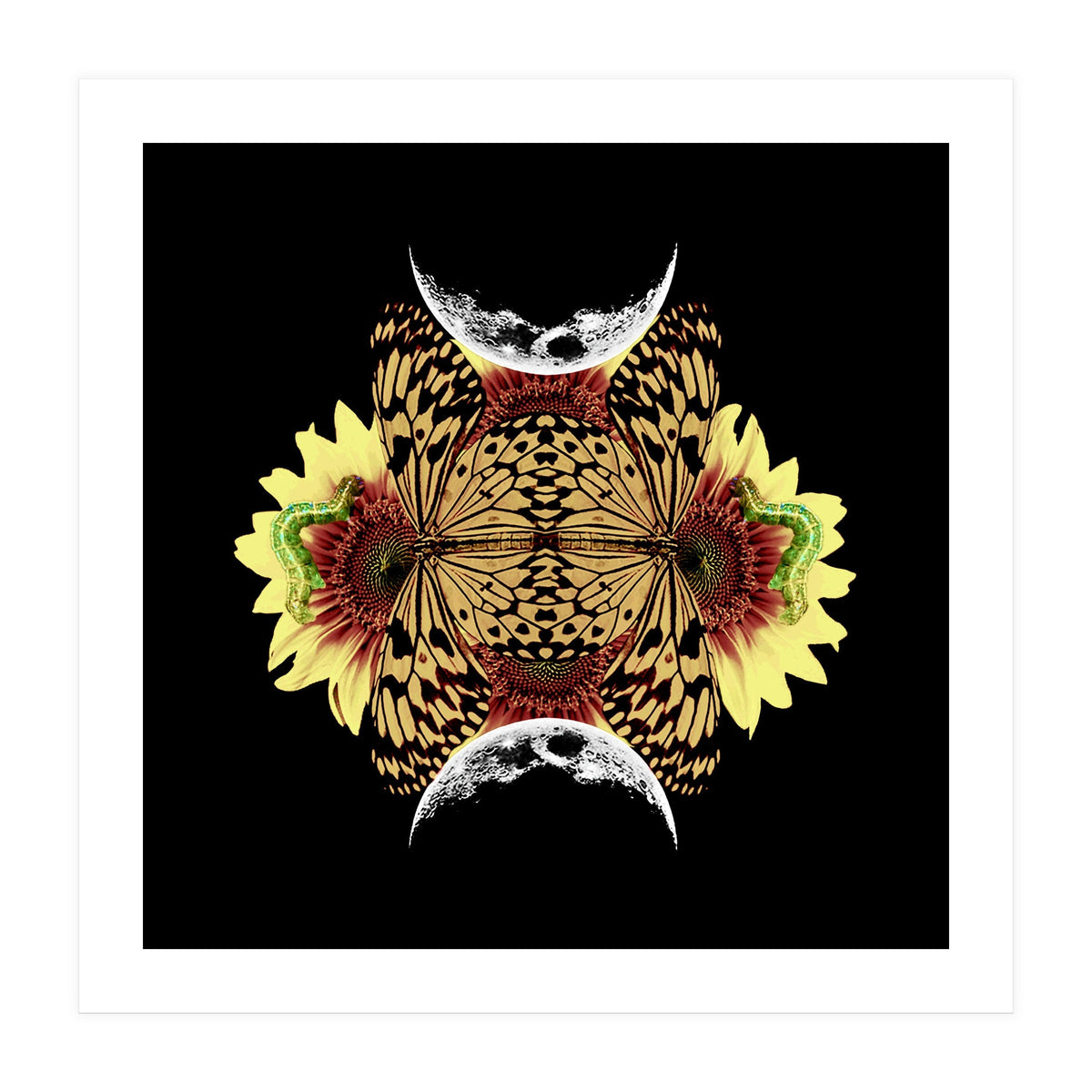 Metamorphosis (Print Only)