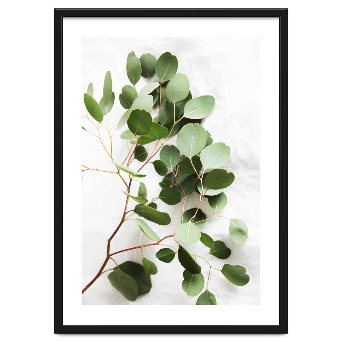 Eucalyptus