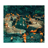 Flamingo Creek (Print Only) thumbnail