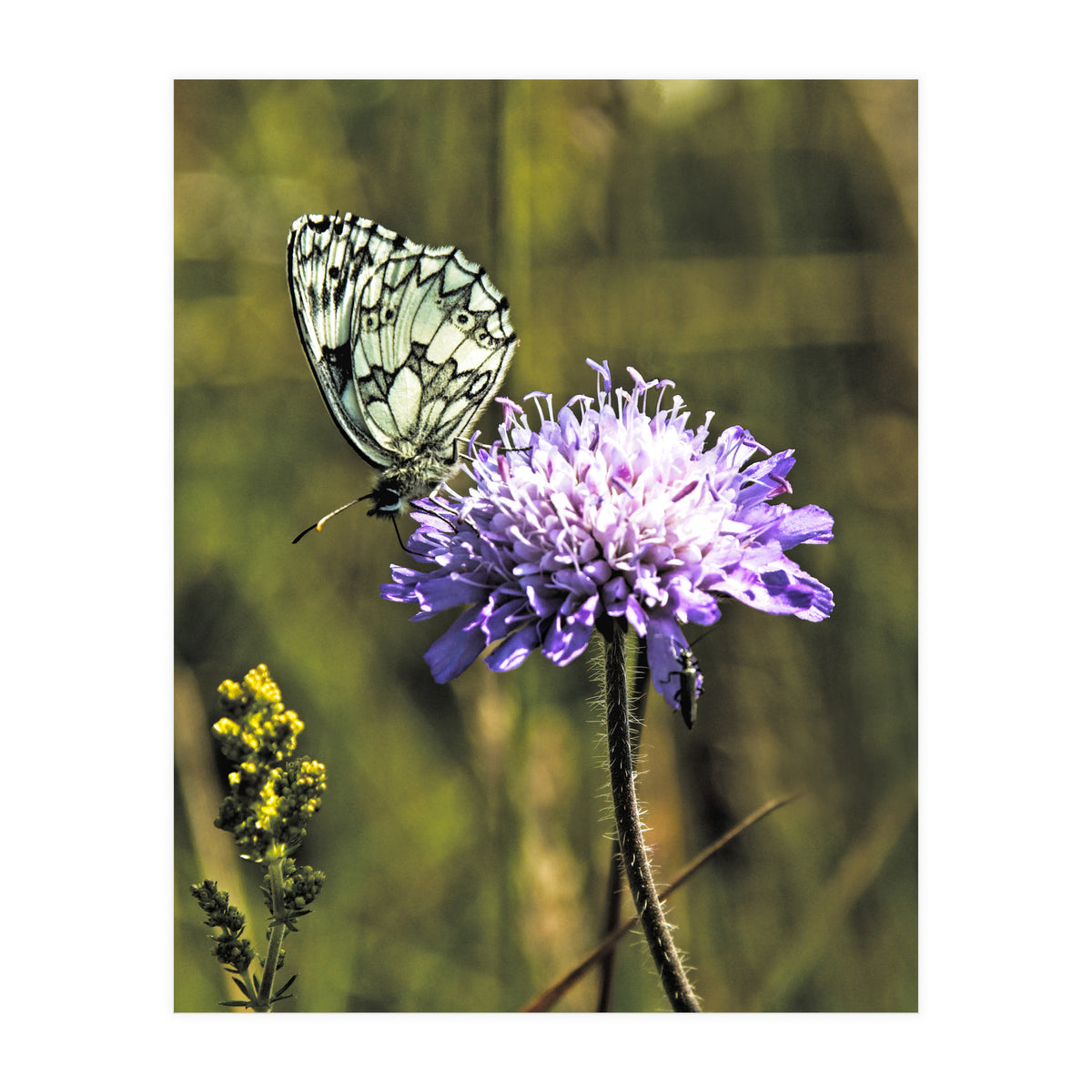 Marble white (Print Only)