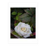 Angel Rose (Print Only) thumbnail