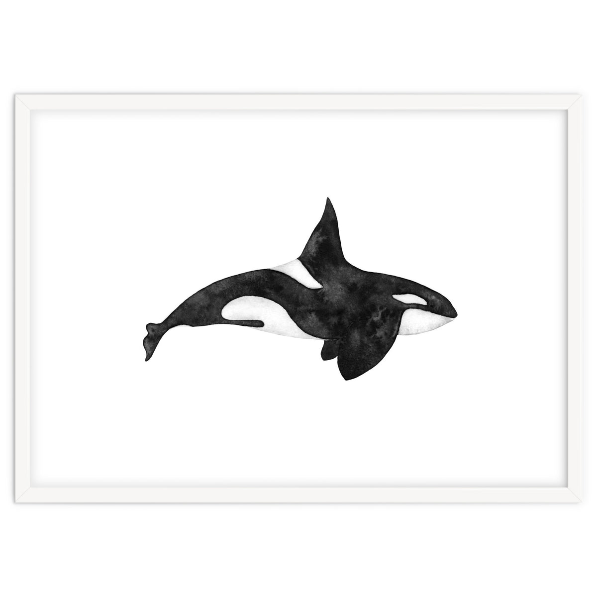 Orca