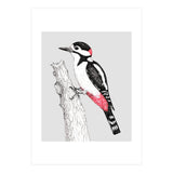 Great spotted woodpecker (Print Only) thumbnail