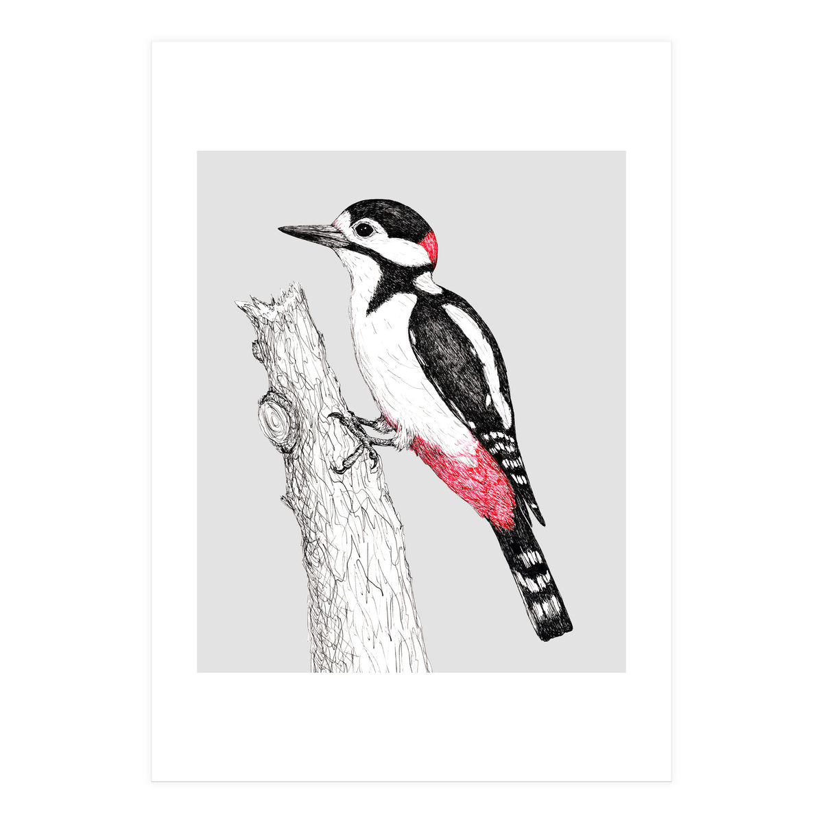 Great spotted woodpecker (Print Only)
