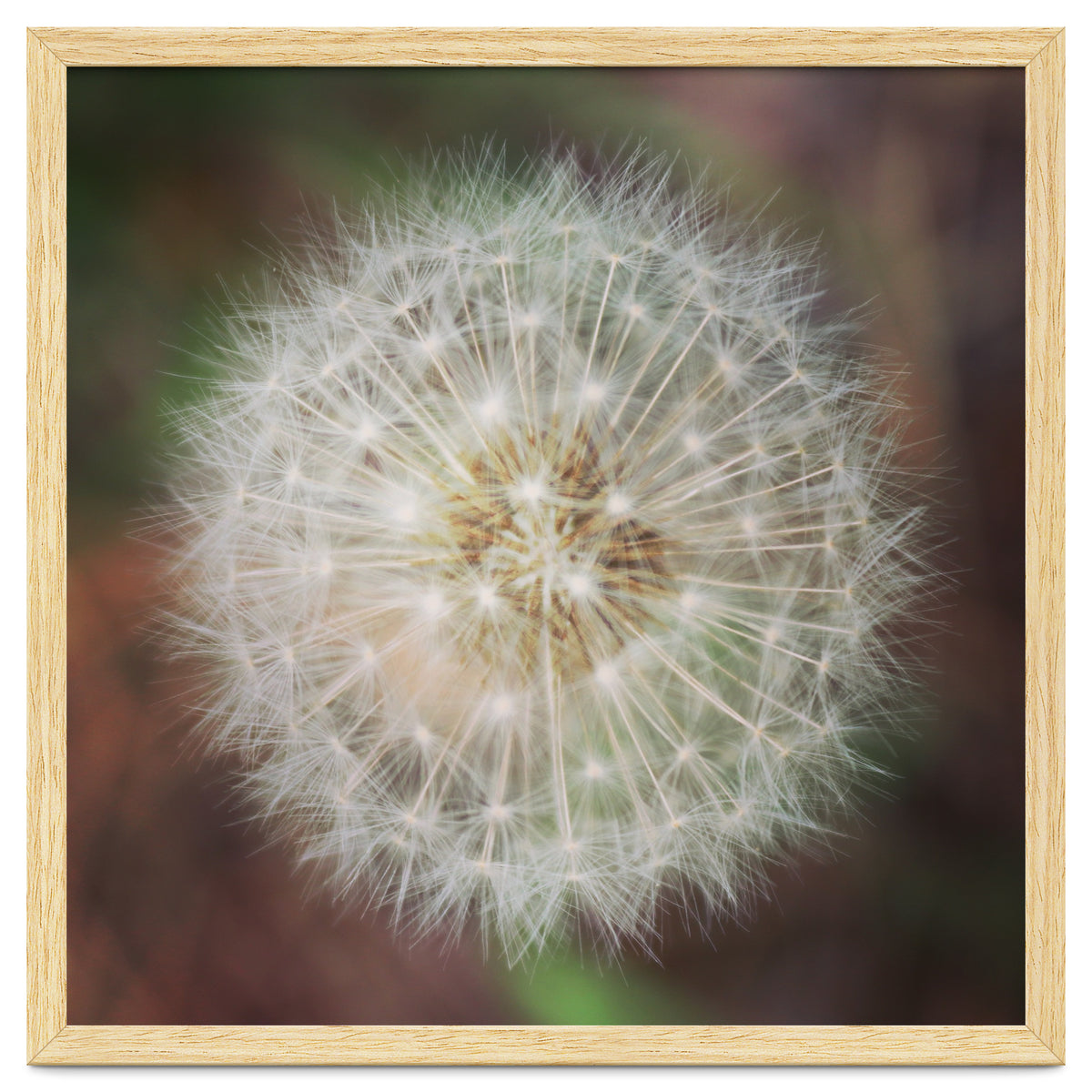 dandelion clock