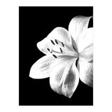 White Lily Black Background (Print Only) thumbnail