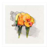 Two cuddling sun conures (Print Only)