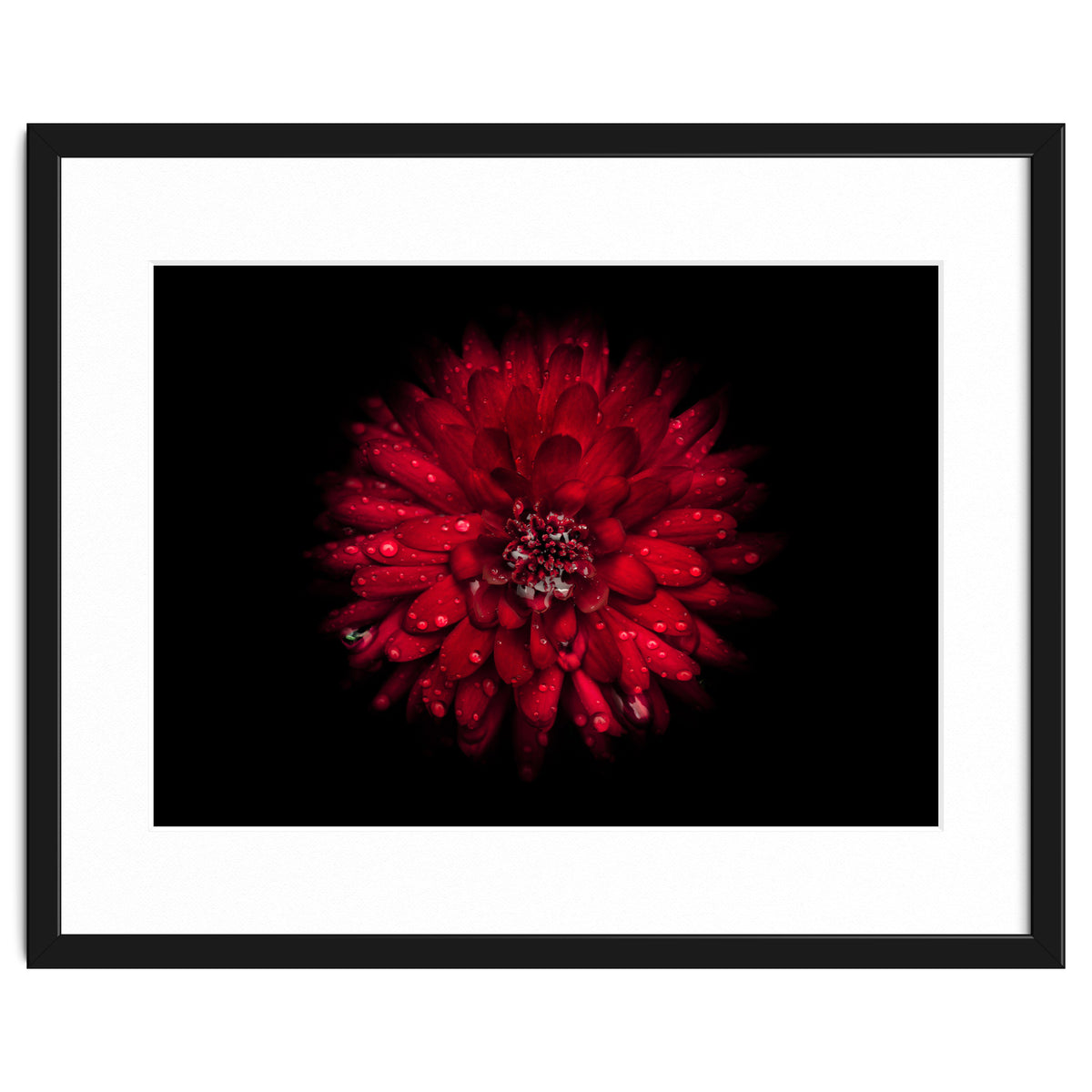 Backyard Flowers 45 Color Version