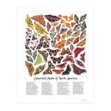 Saturniid Moths of North America (Print Only) thumbnail