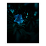 Shining Blue Floral (Print Only) thumbnail