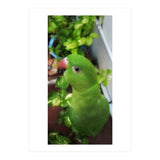 Gazing Parrot (Print Only) thumbnail