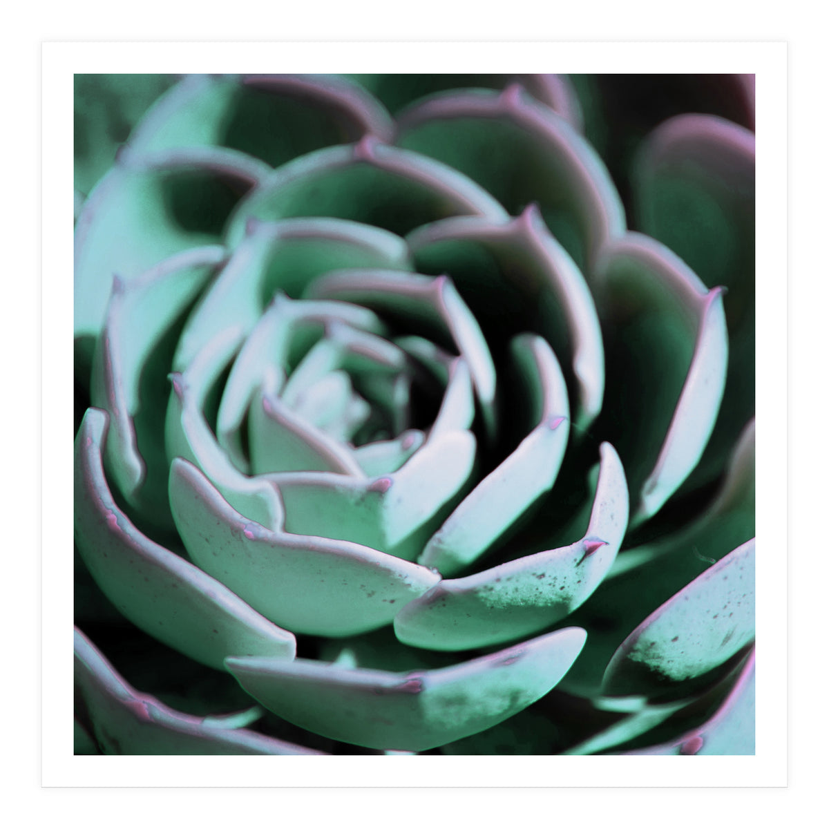 DARKSIDE OF SUCCULENTS III-A (Print Only)