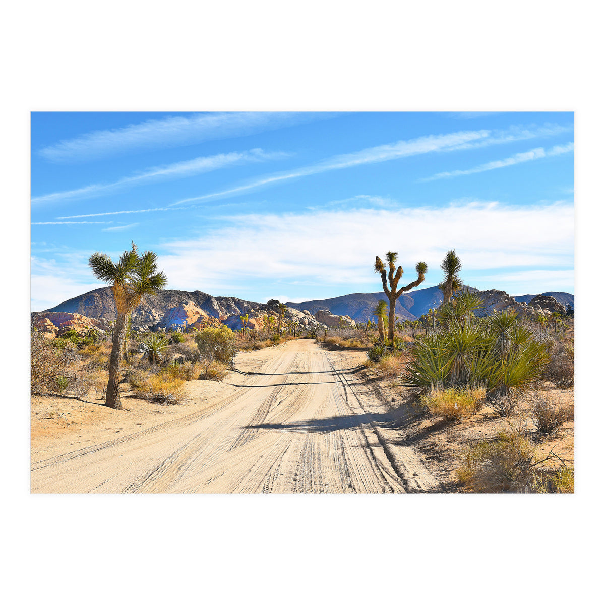 Joshua Tree II (Print Only)