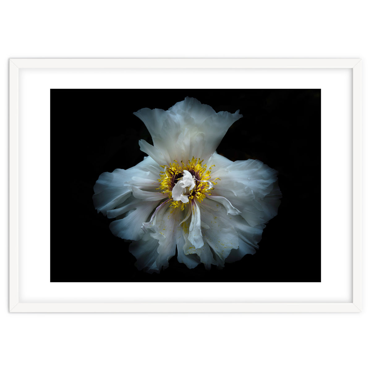 Backyard Flowers 49 Color Version