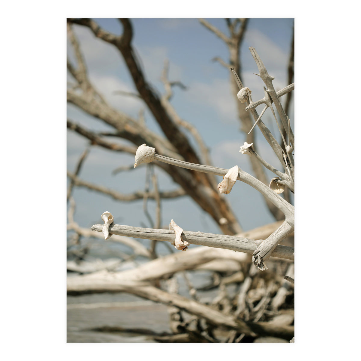 Seashells And Driftwood  (Print Only)