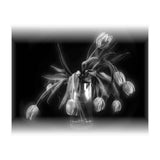 Tulips (Print Only) thumbnail
