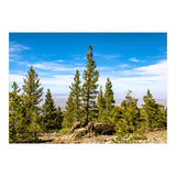 Pine Mountain (Print Only) thumbnail