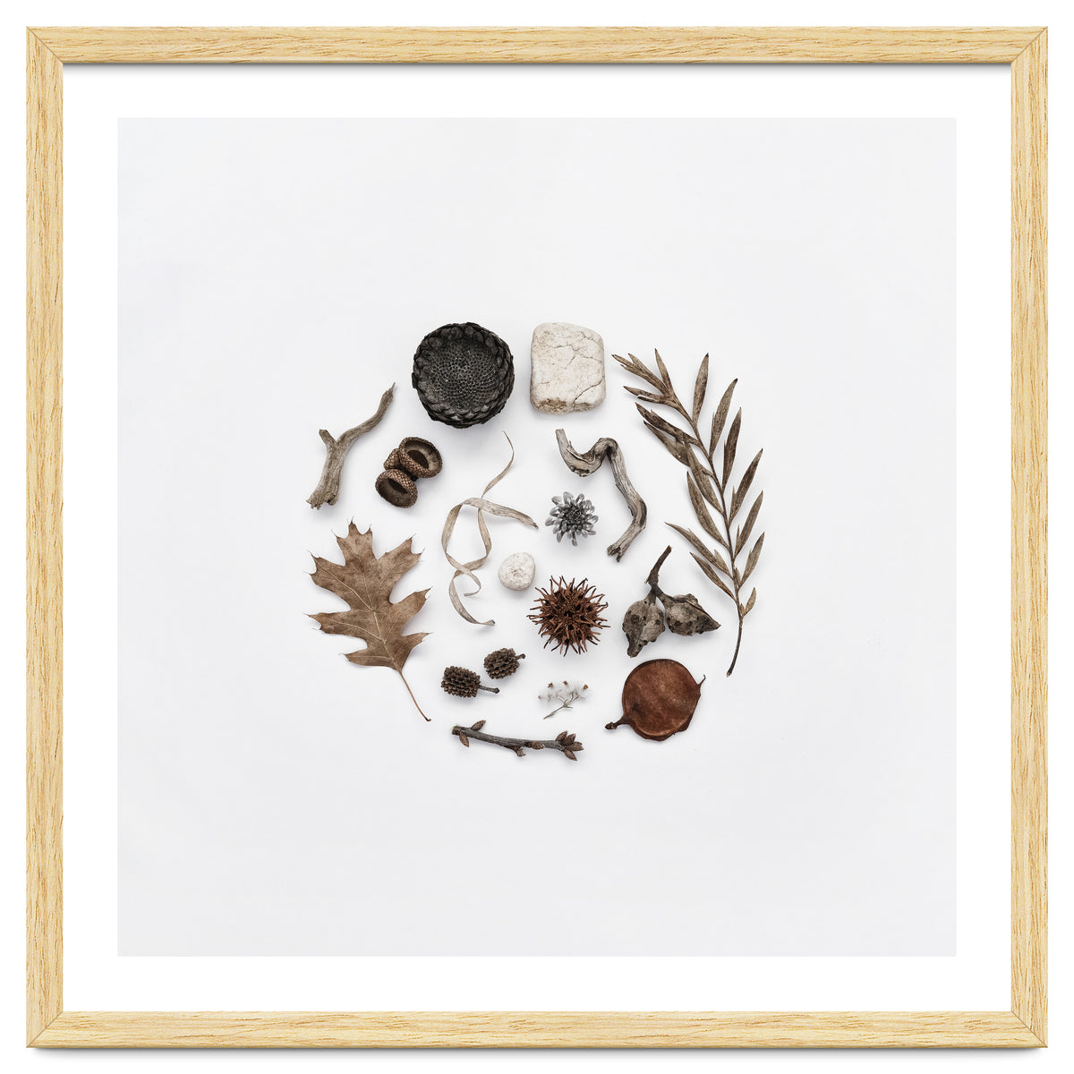 Treasures From Nature No. 2 - Square