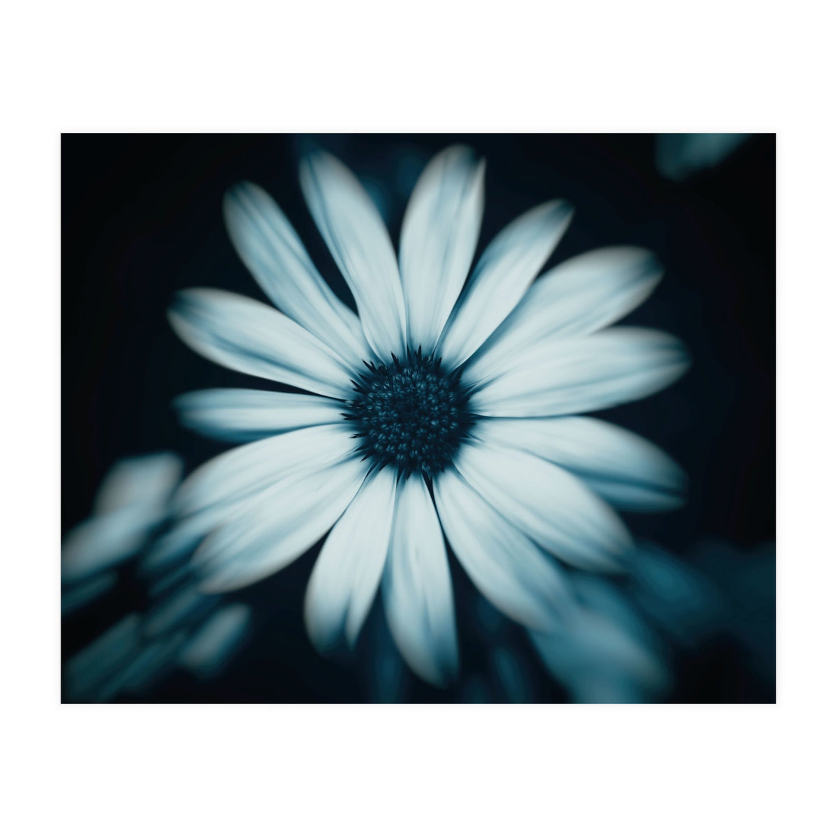 Bellis Perennis (Print Only)