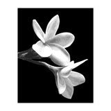 Black and White Flowers  (Print Only) thumbnail