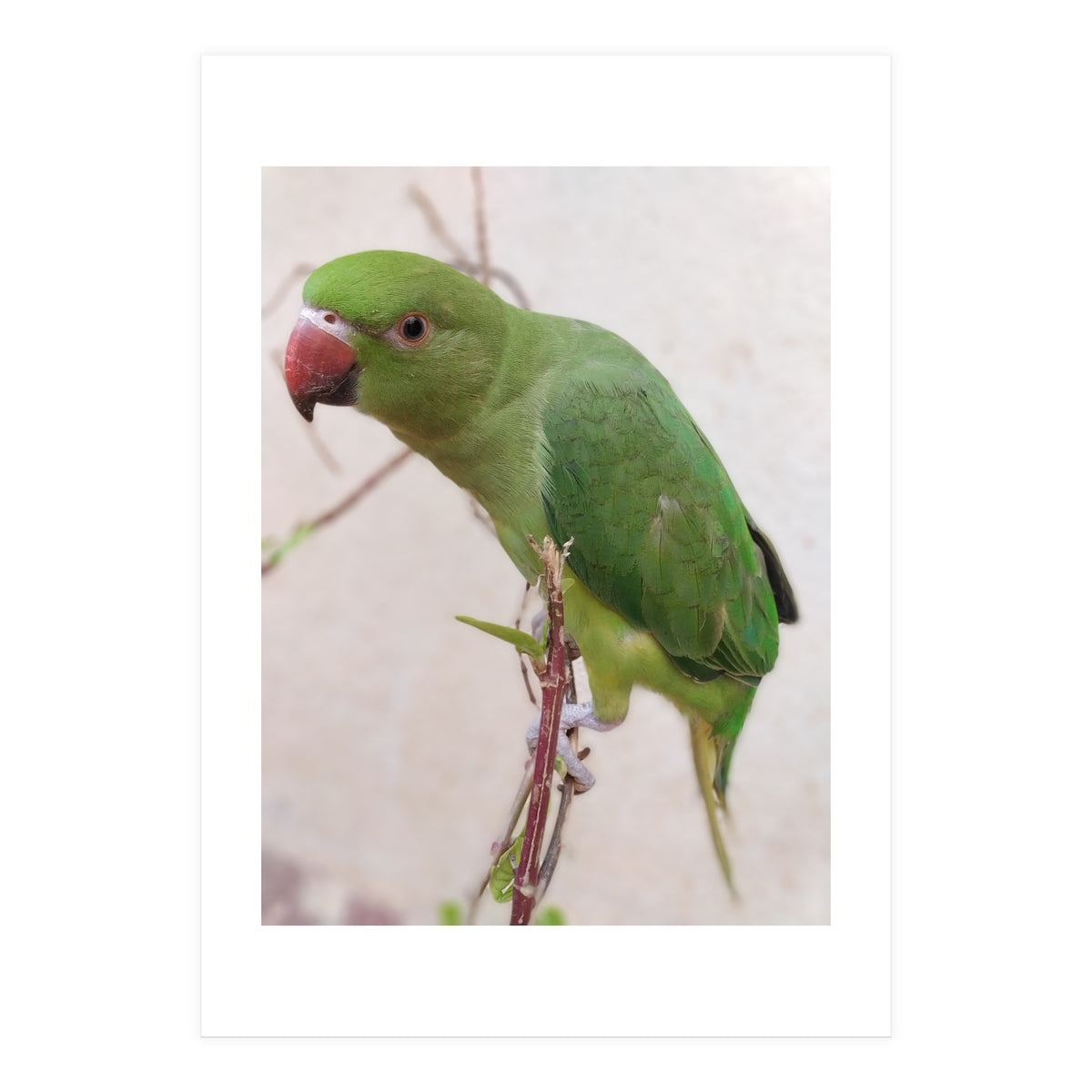 Lovely Indian Cute Parrot (Print Only)