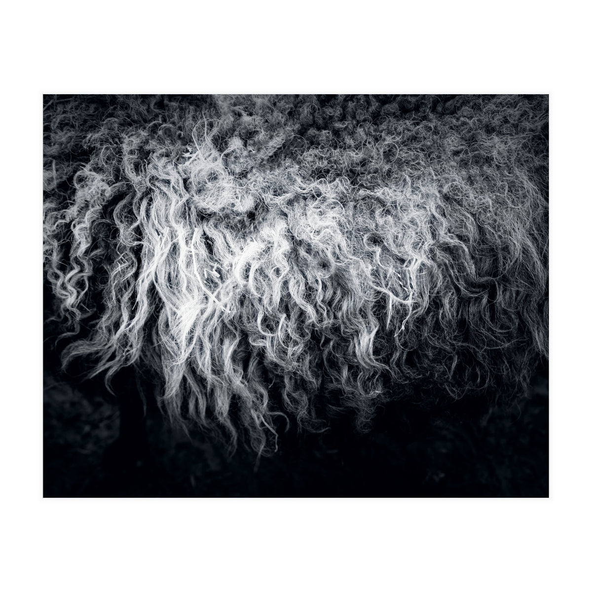 the sheep (Print Only)