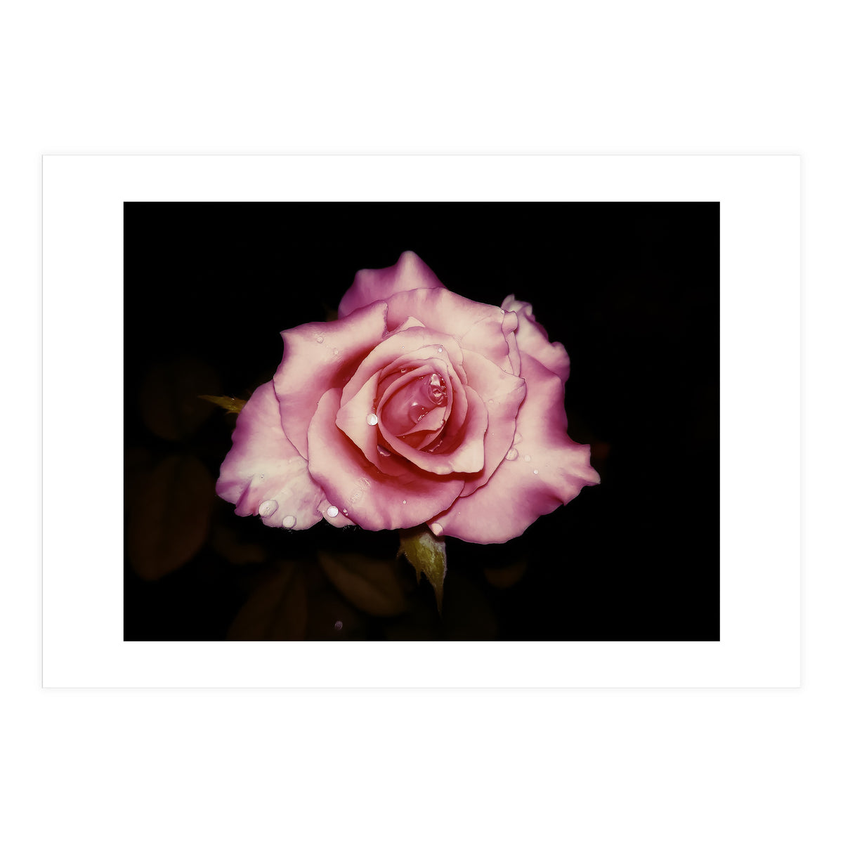 Satin Rose (Print Only)