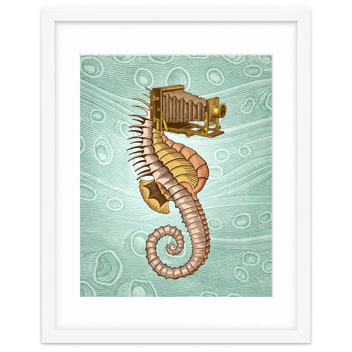 Hippocampus Camerarum