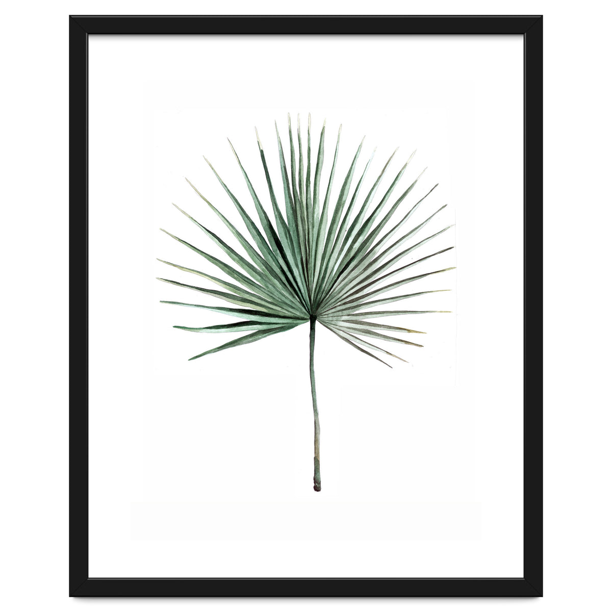 Botanical Illustration Fanpalm