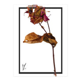 Flower 1 (Print Only) thumbnail
