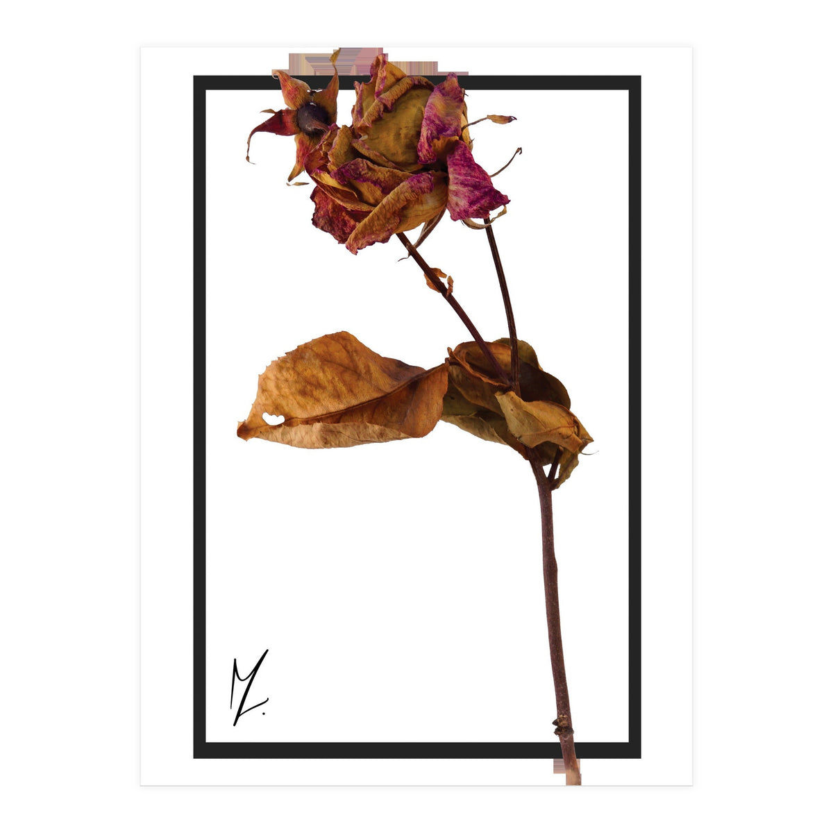 Flower 1 (Print Only)