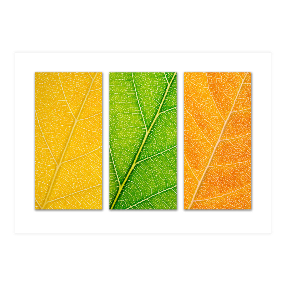 Autumn Leaves (Print Only)