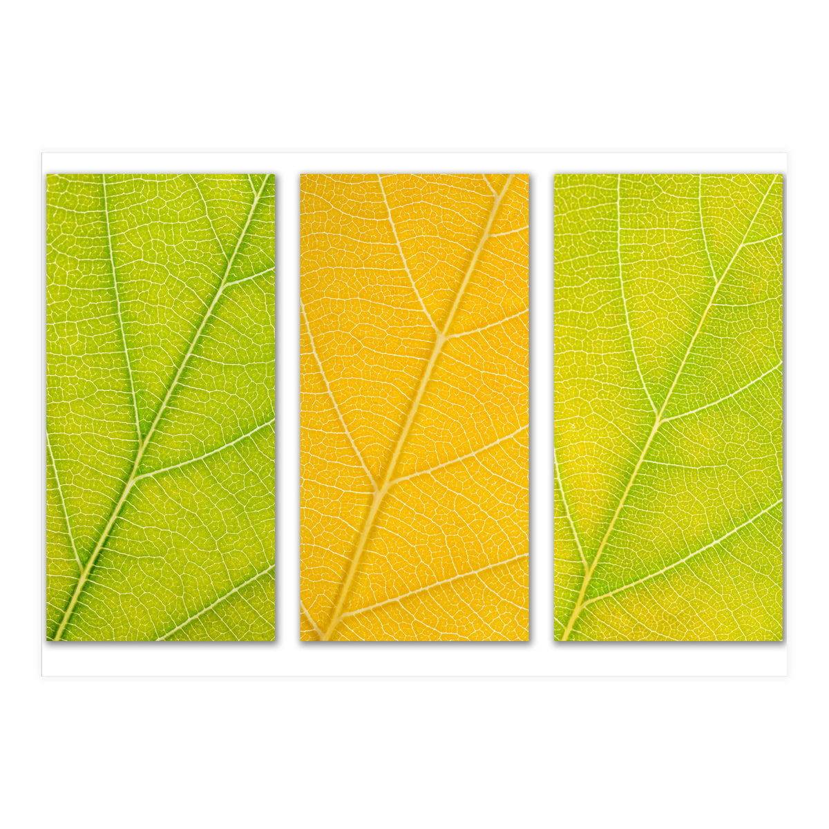 Autumn Leaves (Print Only)