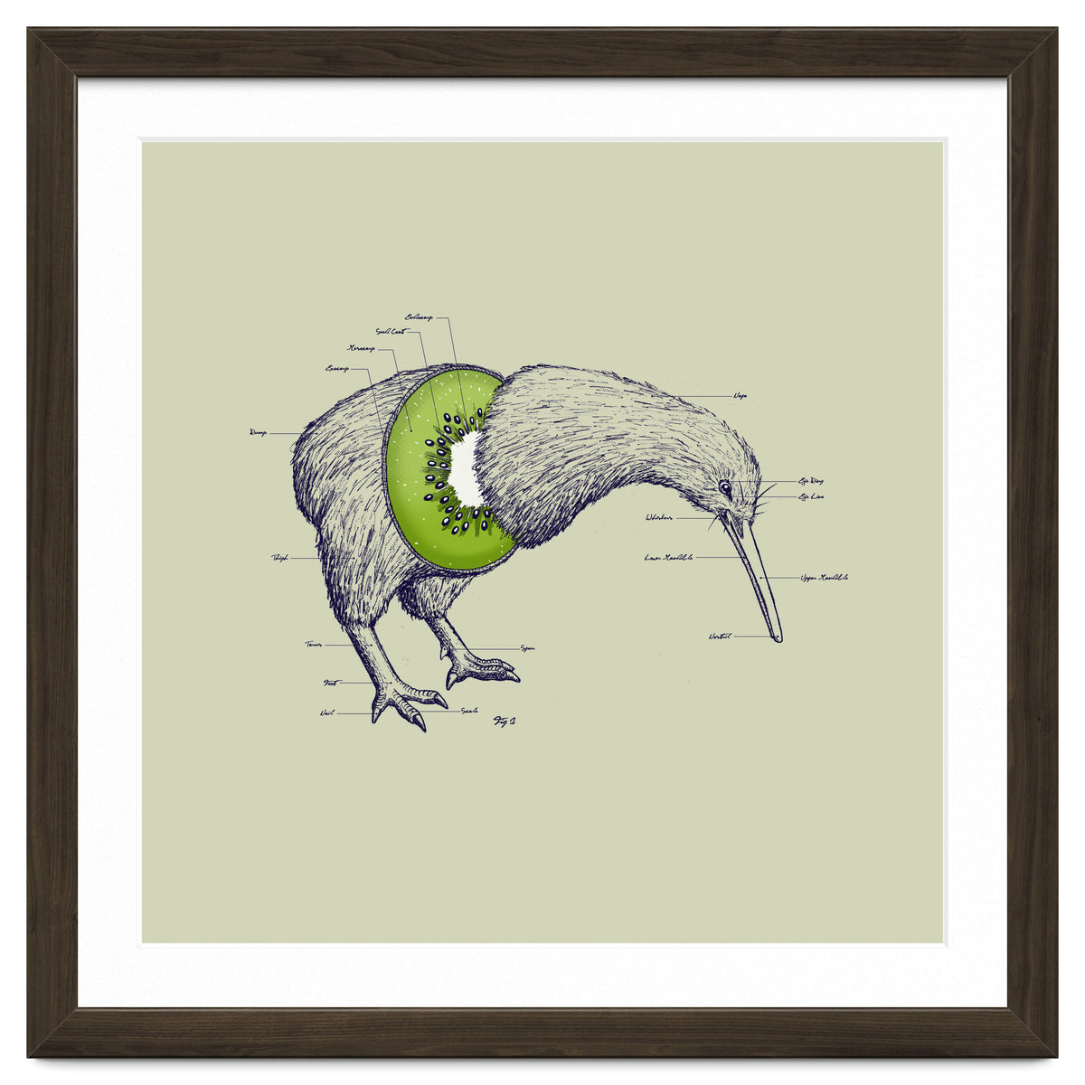Kiwi Anatomy