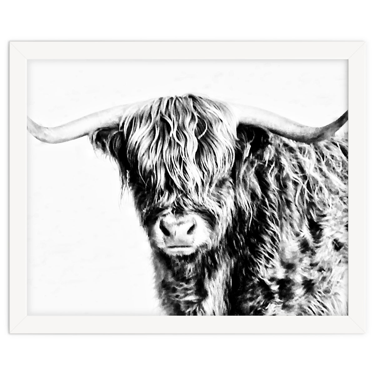 Highland bull