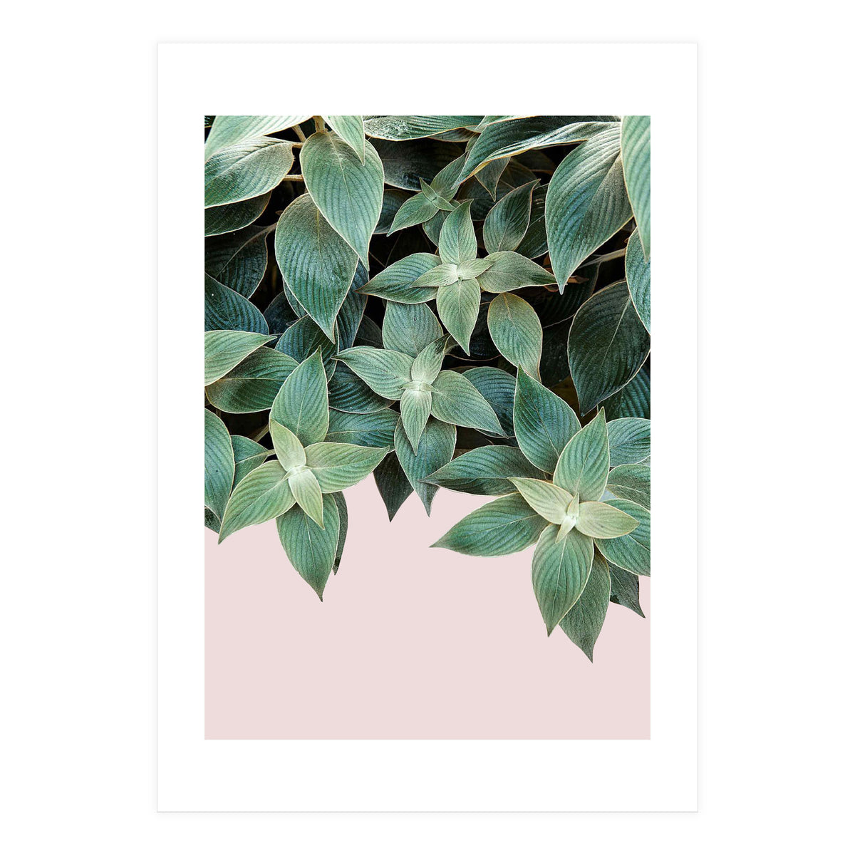 pianta pink (Print Only)