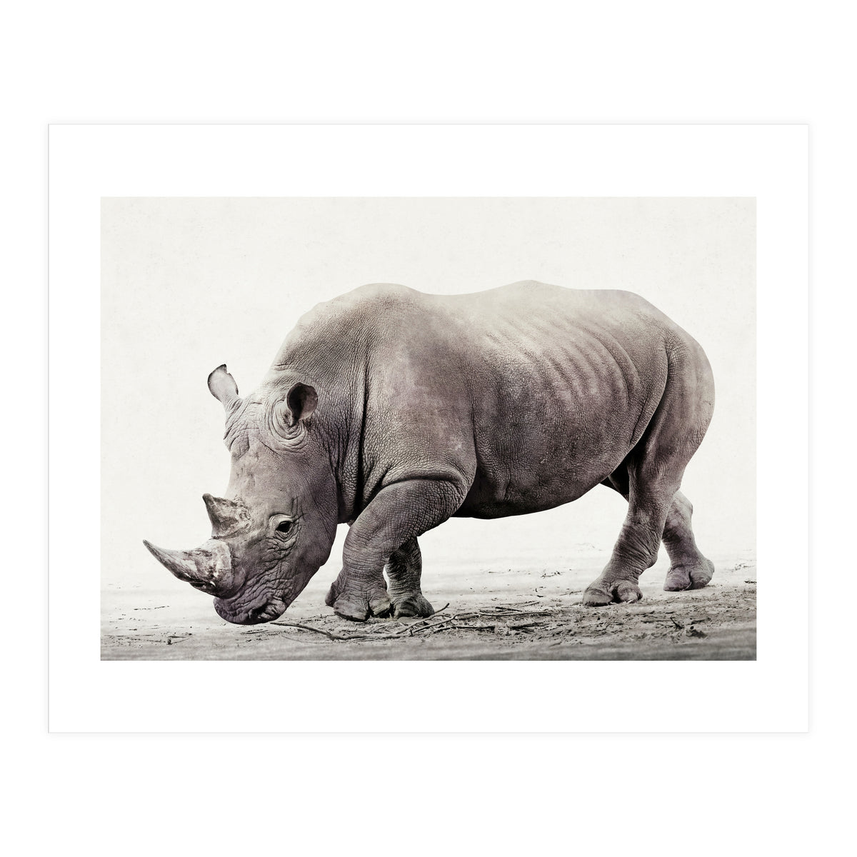 Rhino (Print Only)