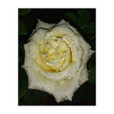 Floribunda Rose (Print Only) thumbnail
