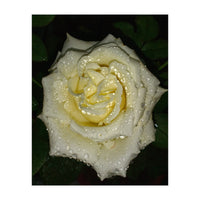 Floribunda Rose (Print Only)