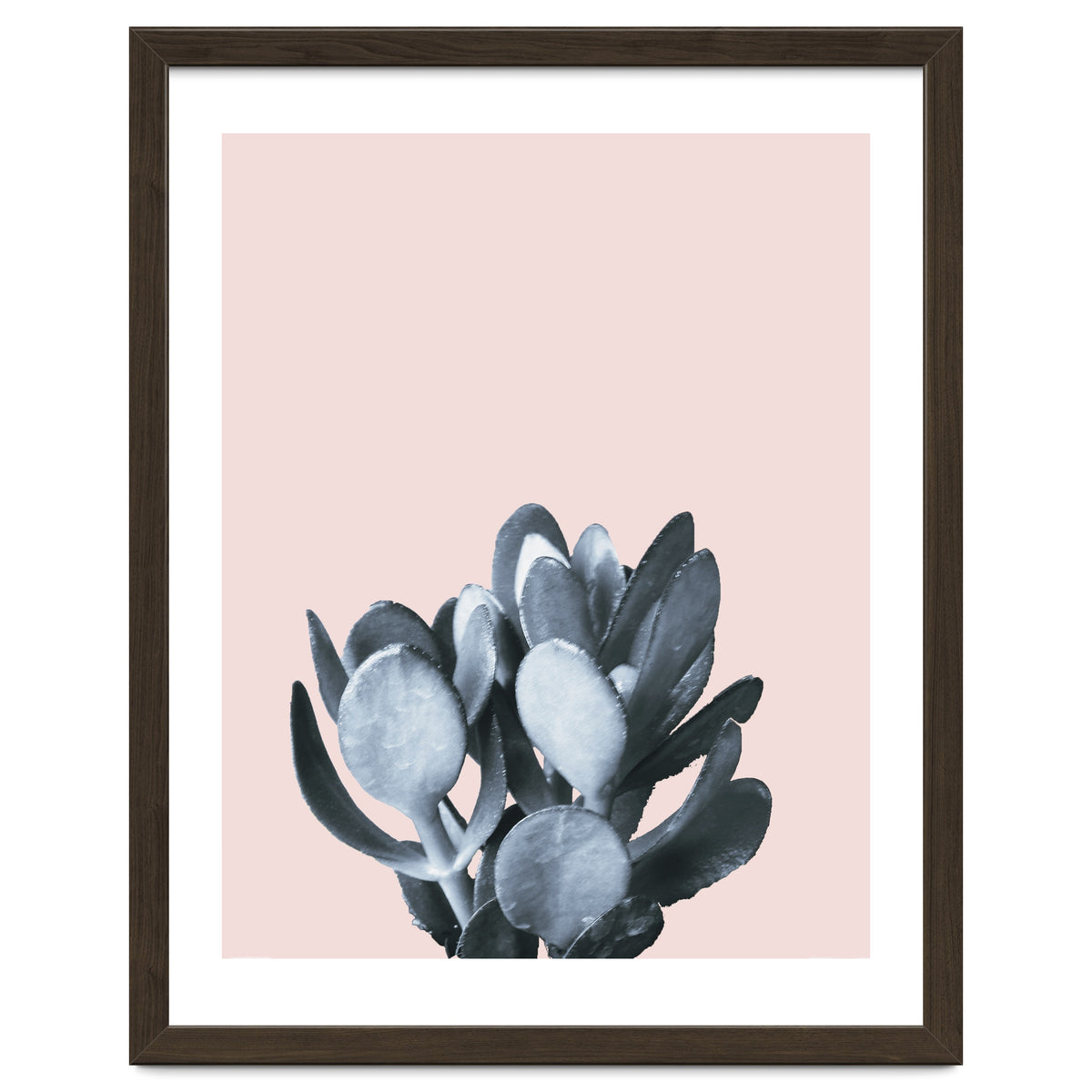 Cactus collection BL-II