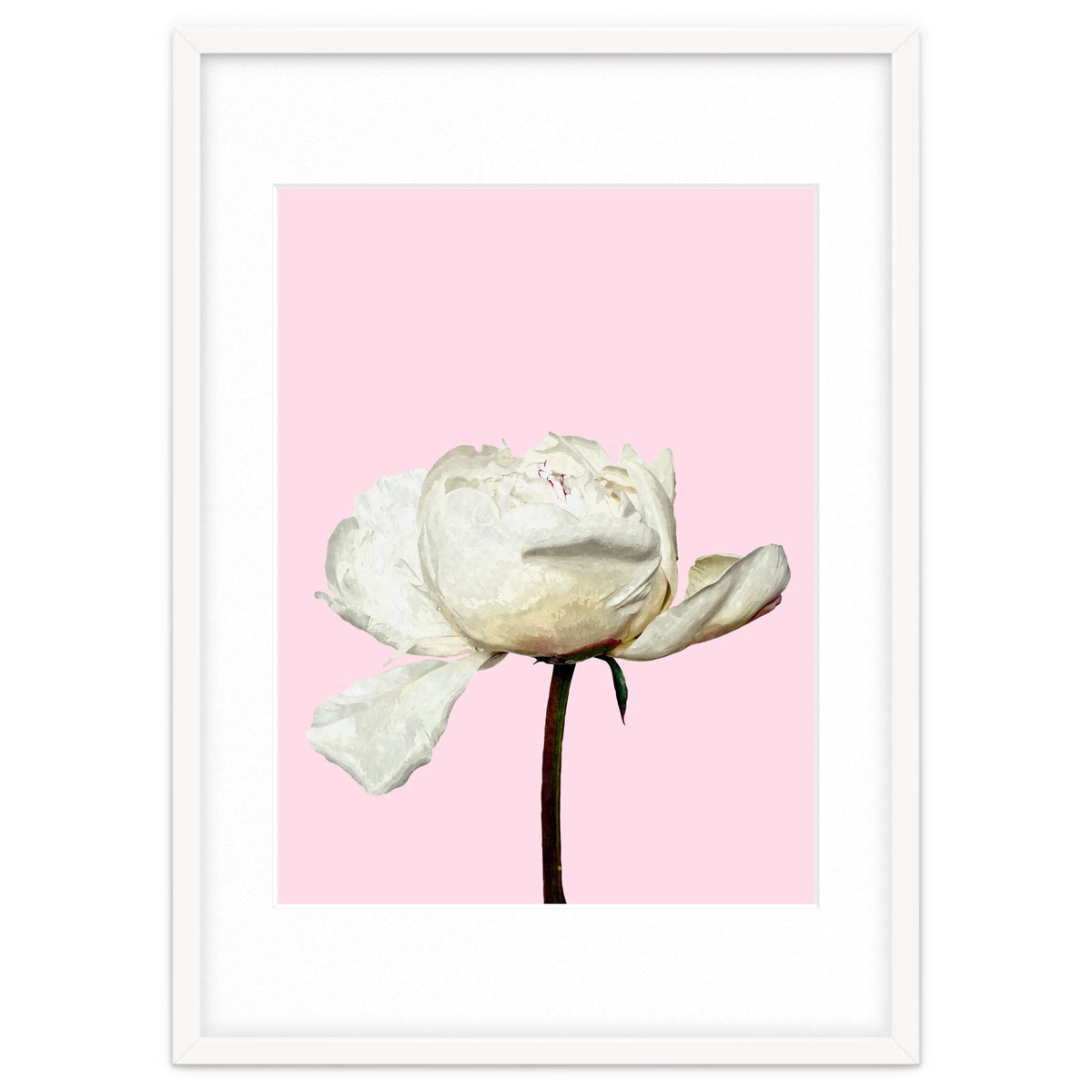 White Peony Pink Background