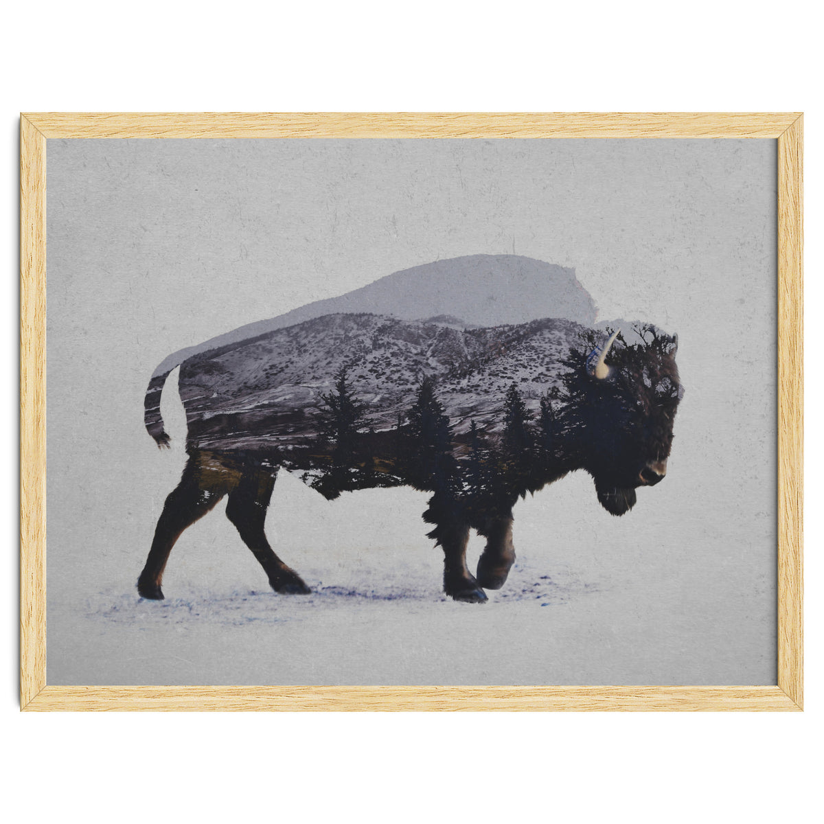 The American Bison