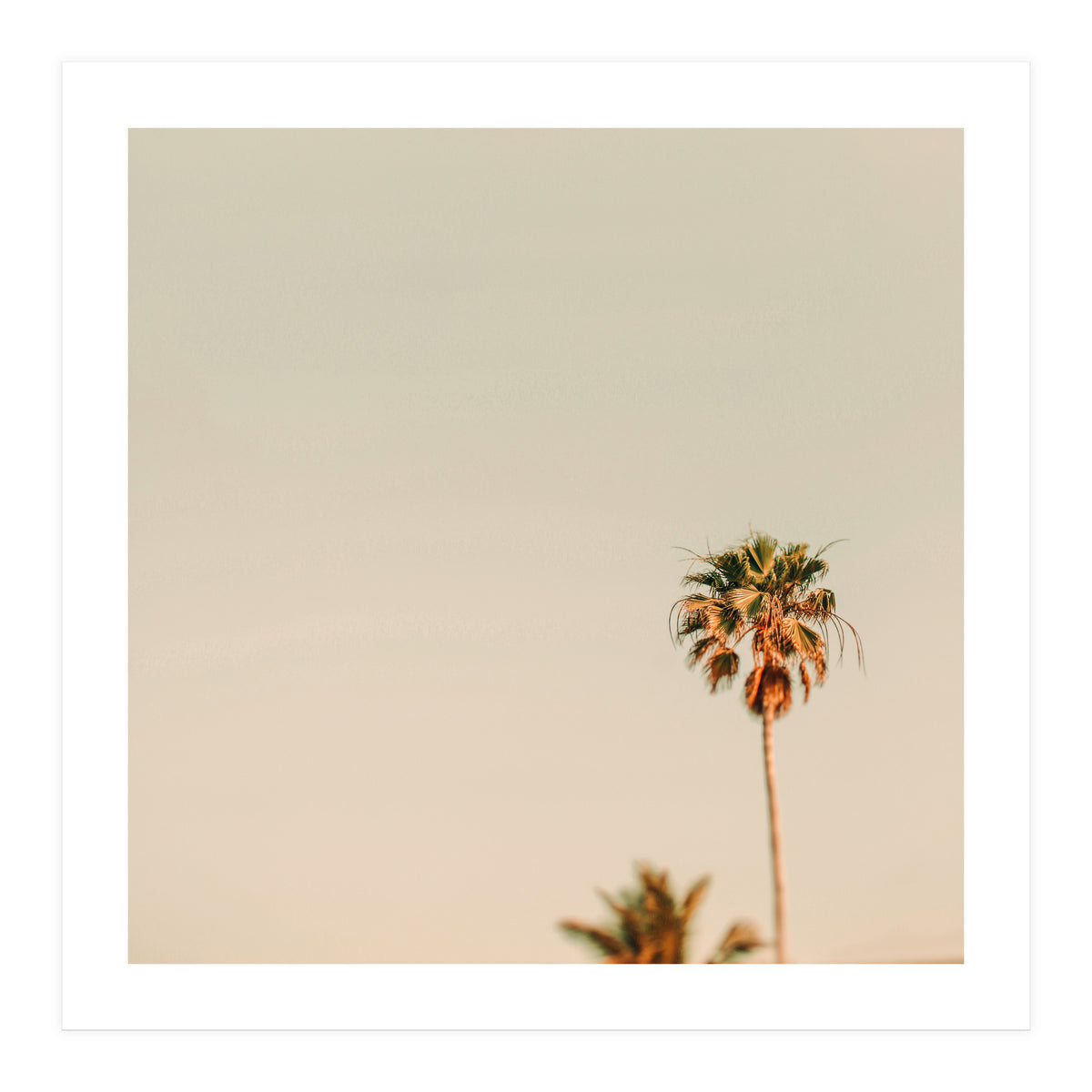 Minimal Palms  (Print Only)
