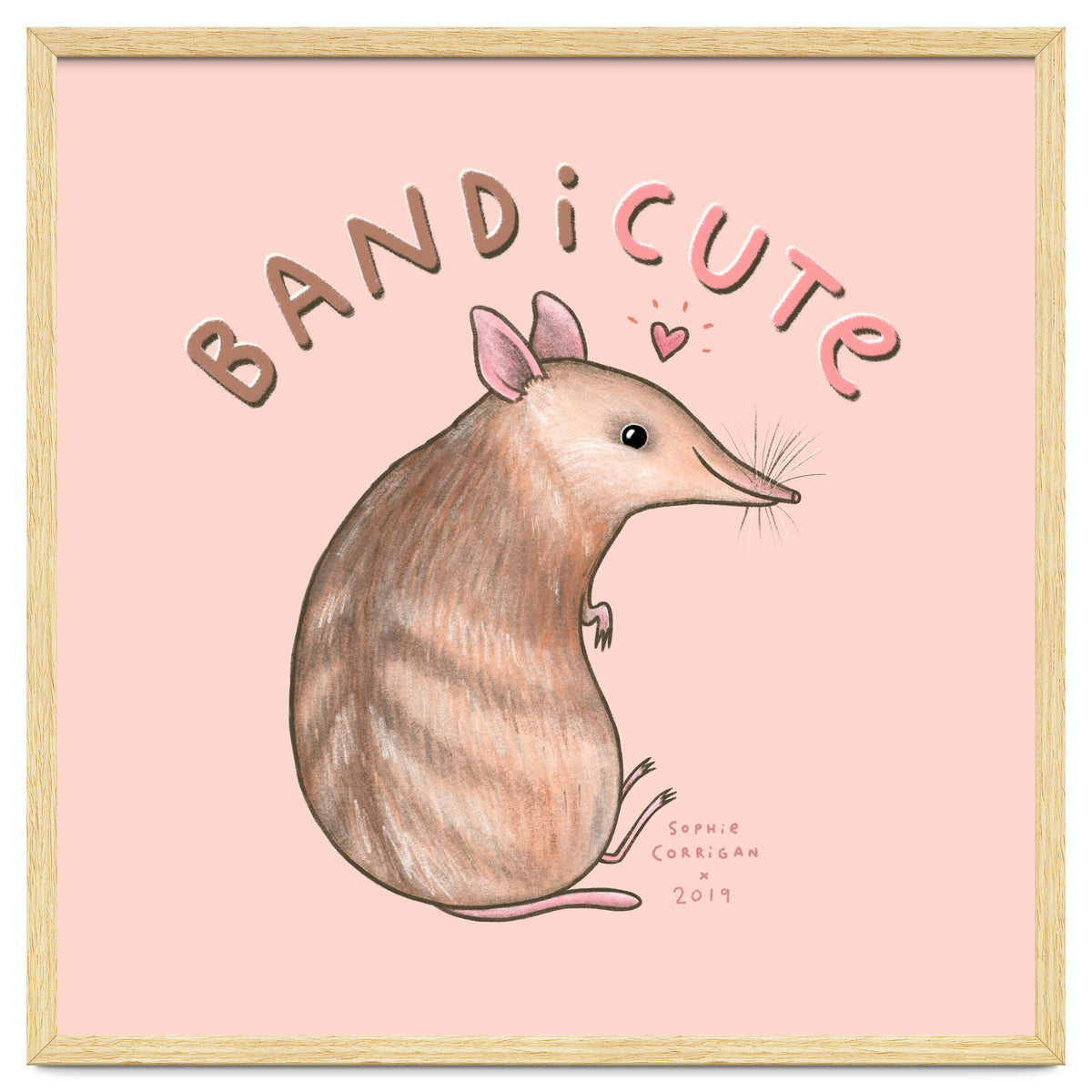 Bandicute
