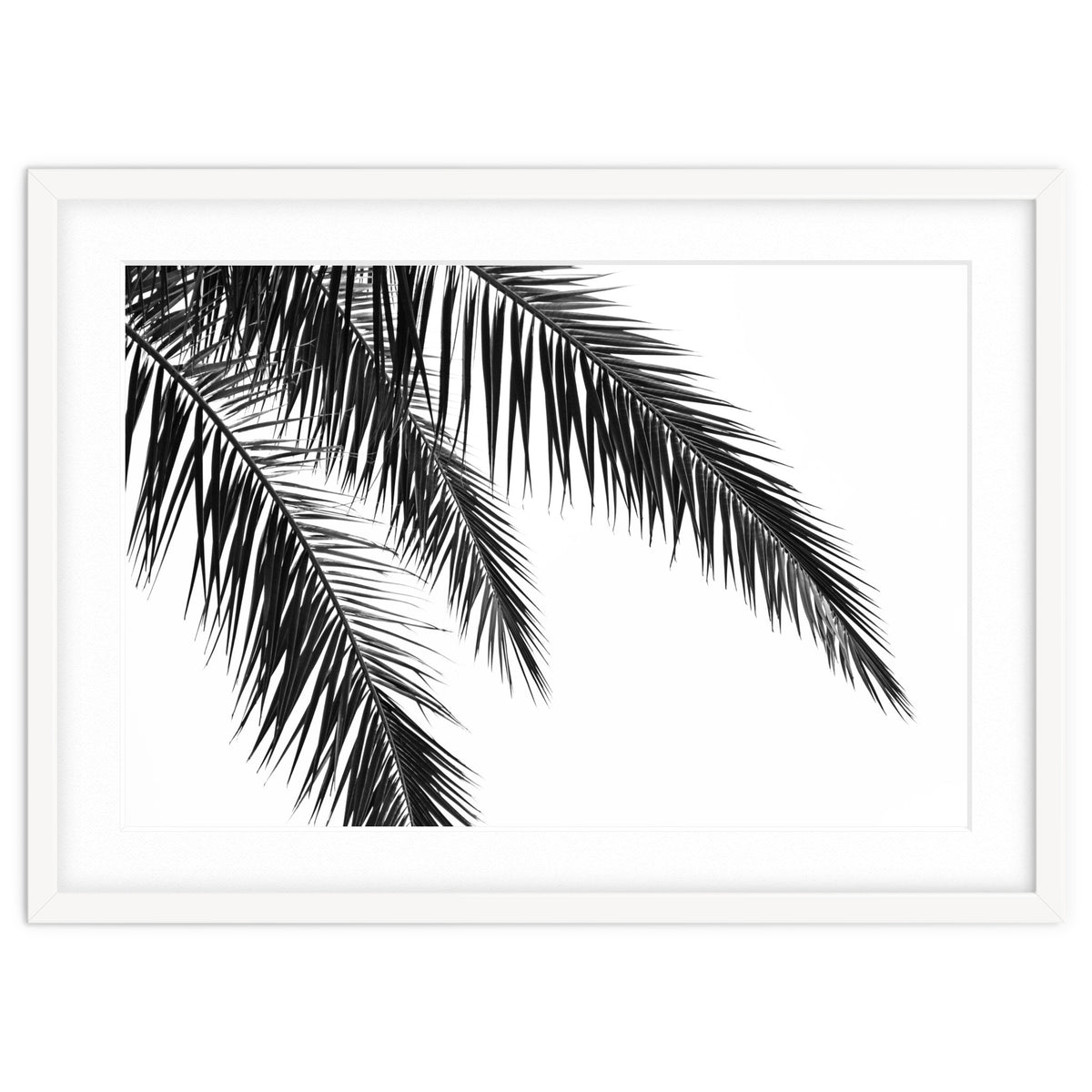 Palm Leaves